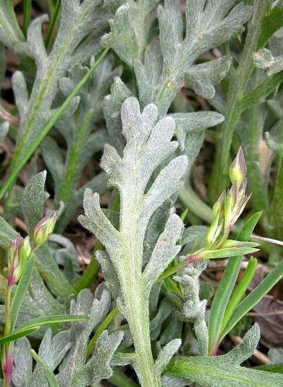 Achillea clavenae / Millefoglio di Clavena